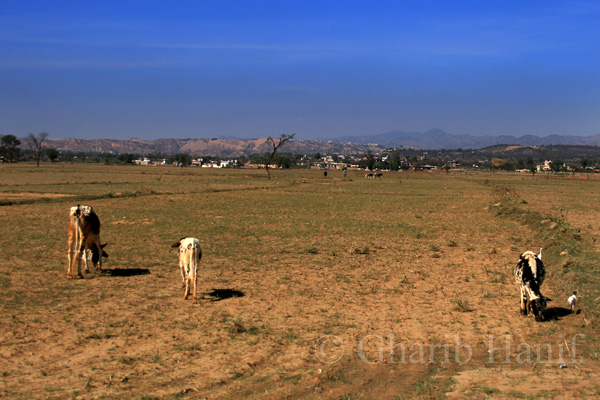 Grazing