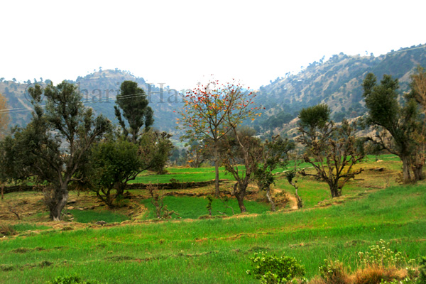 Village