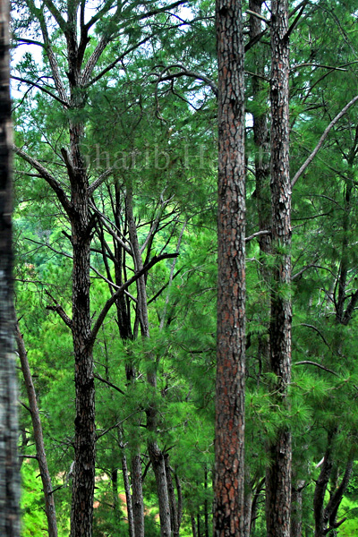 Forest