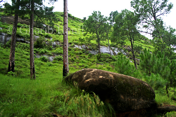 Forest