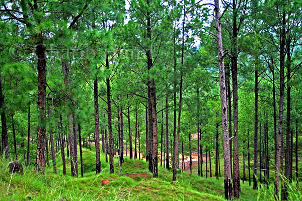 Forest