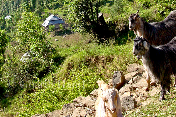 Village