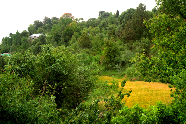Village