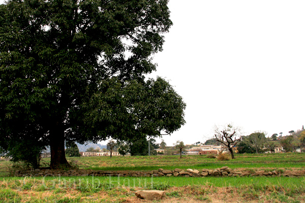 Village