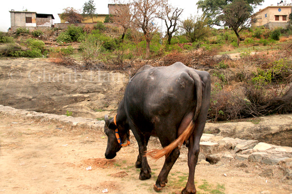 Buffalo
