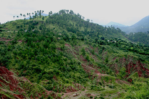 Charohi
