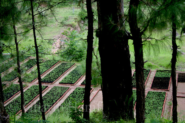 Plant nursery