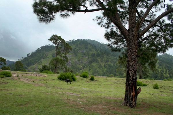 Mountain