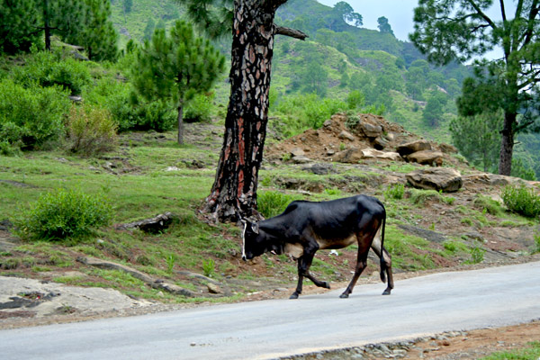 Ox