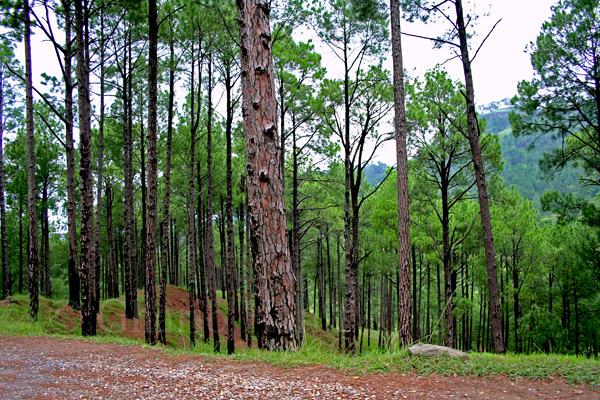 Forest
