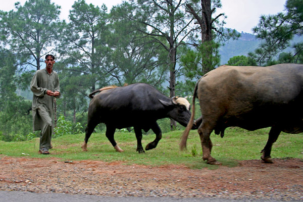 Grazing