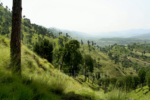 Forest