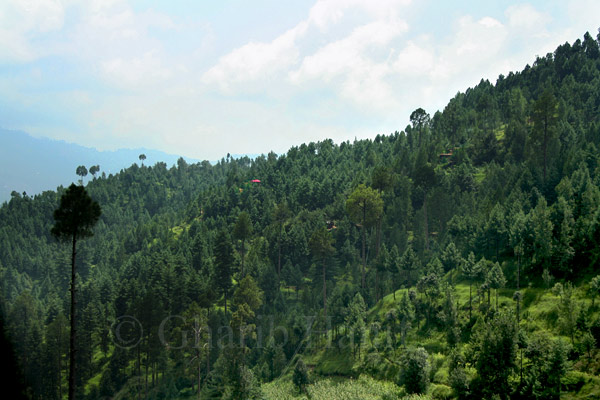 Forest