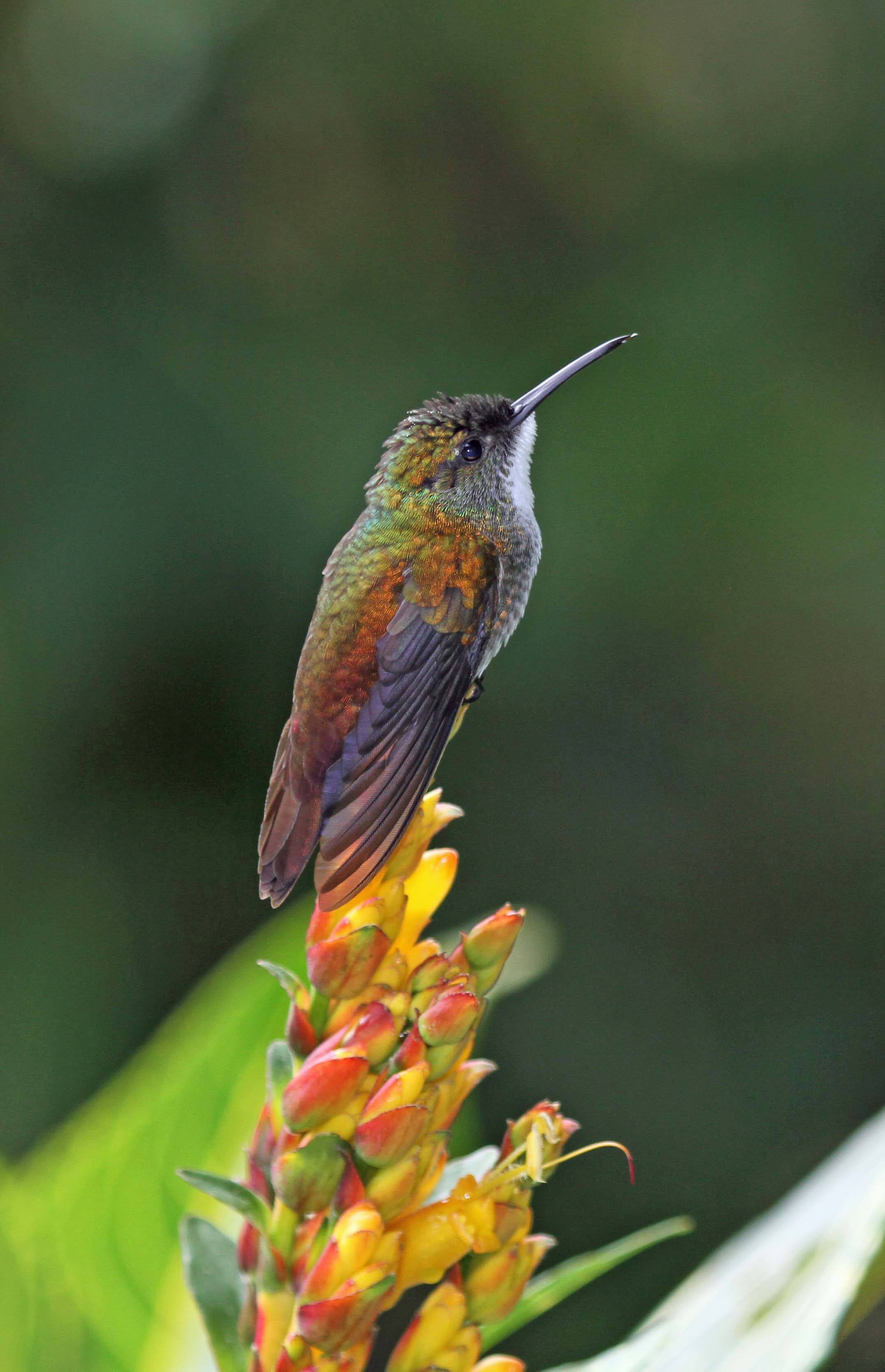 White-chested Emerald