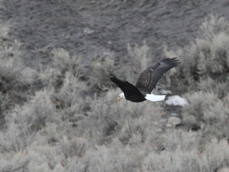 bald eagle.JPG