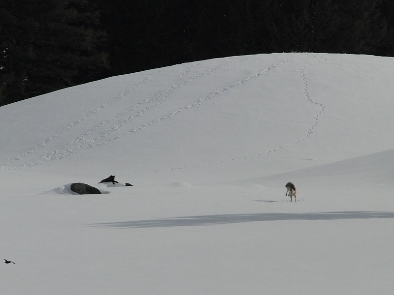think youre fox or coyote?.JPG