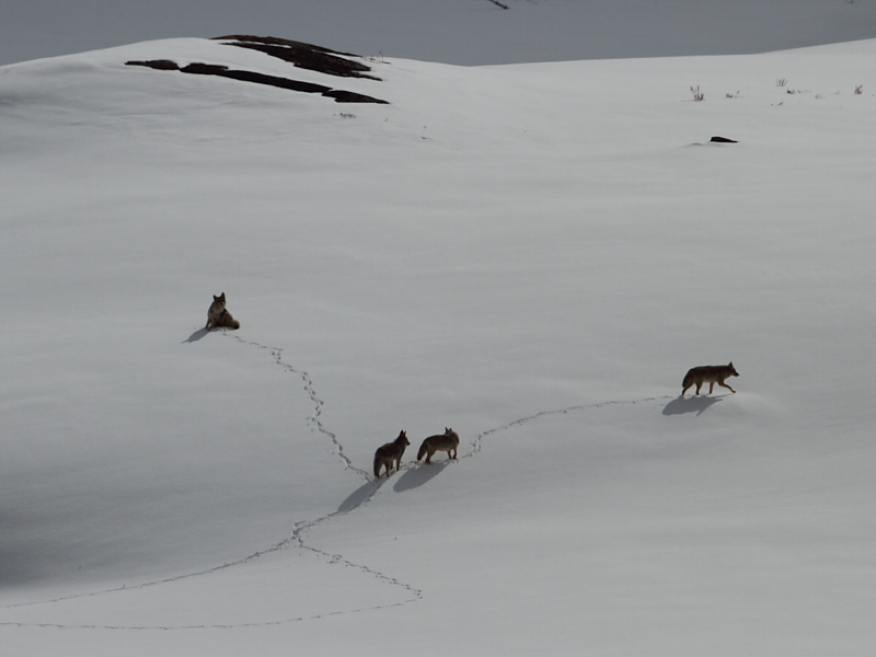 Coyotes making a pattern