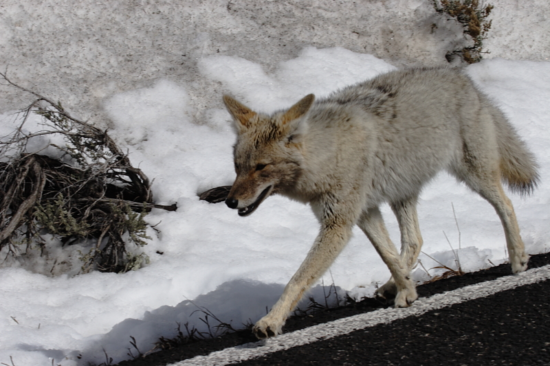 coyote line.JPG