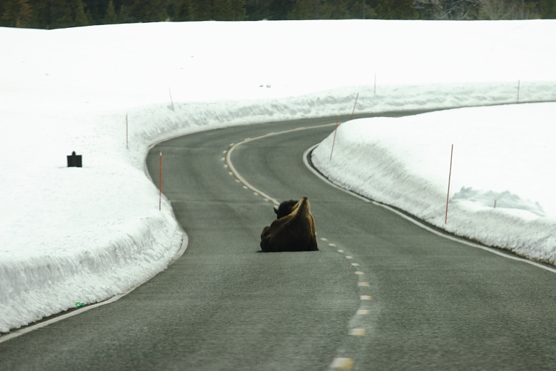 fedup of snow.JPG