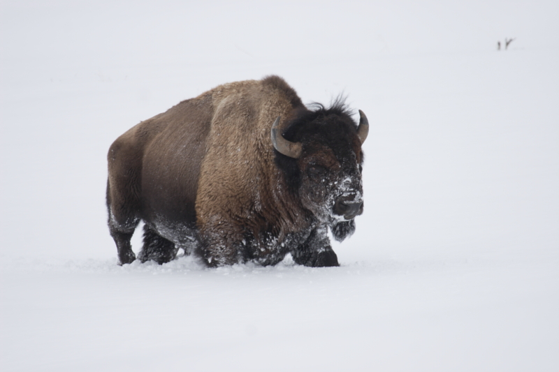 bison fights snow.JPG