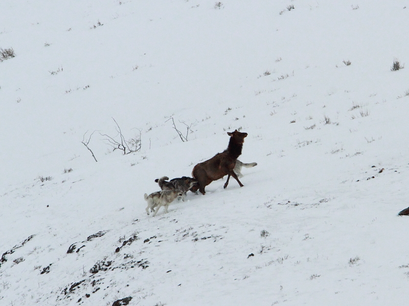 attack on elk cow 2.JPG