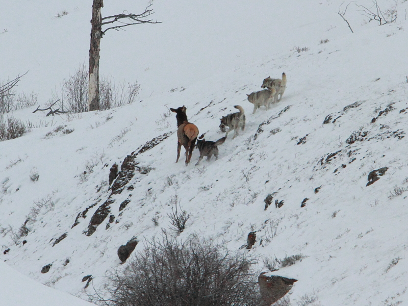 attack on elk cow 3.JPG