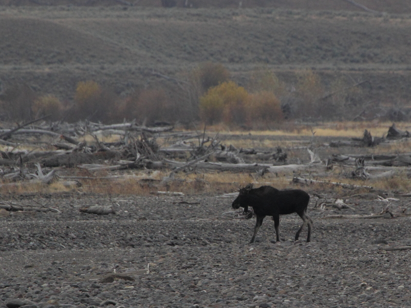 Confluence Moose