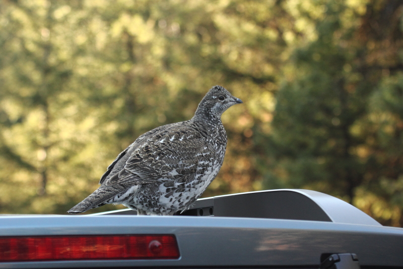 grouse on the roof