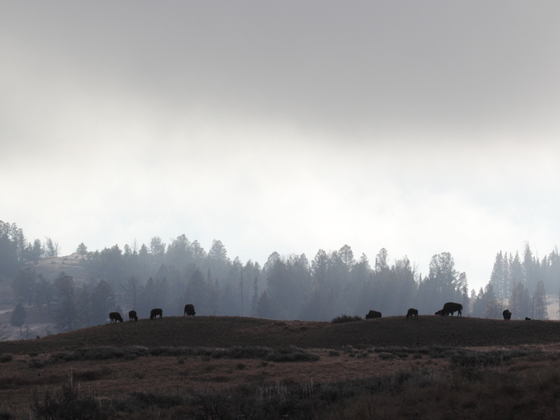 bison contrast