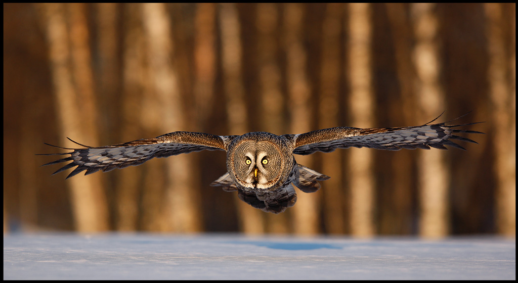 Great Gray Owl - The last evening light - Tornio