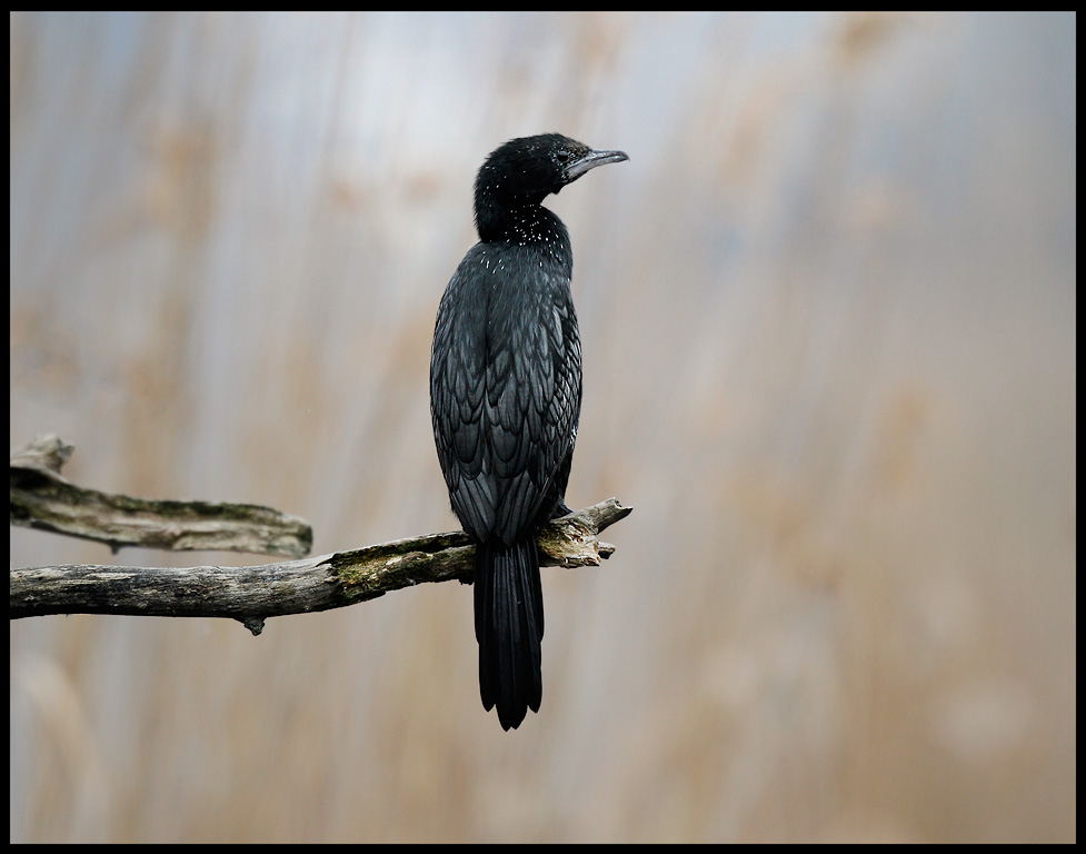 Pygmy Cormorant  (Phalacrocorax pygmeus) - Kastoria