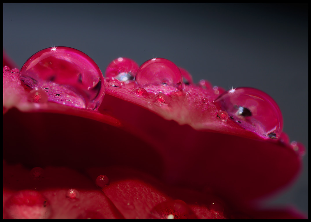 Droplets on a flower (Double exposure with two different light sources)