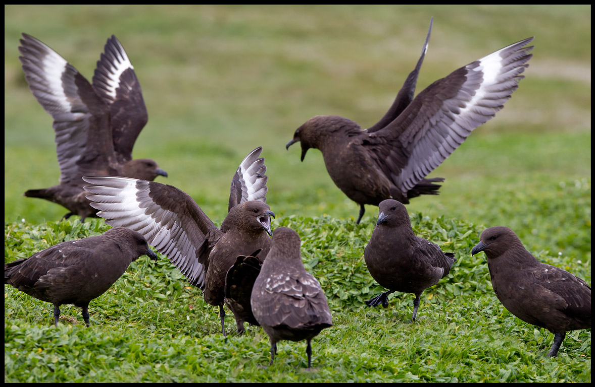 Antarctic Skuas having an argument...  Enderby Island