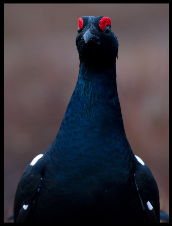 A portrait of a Black Grouse