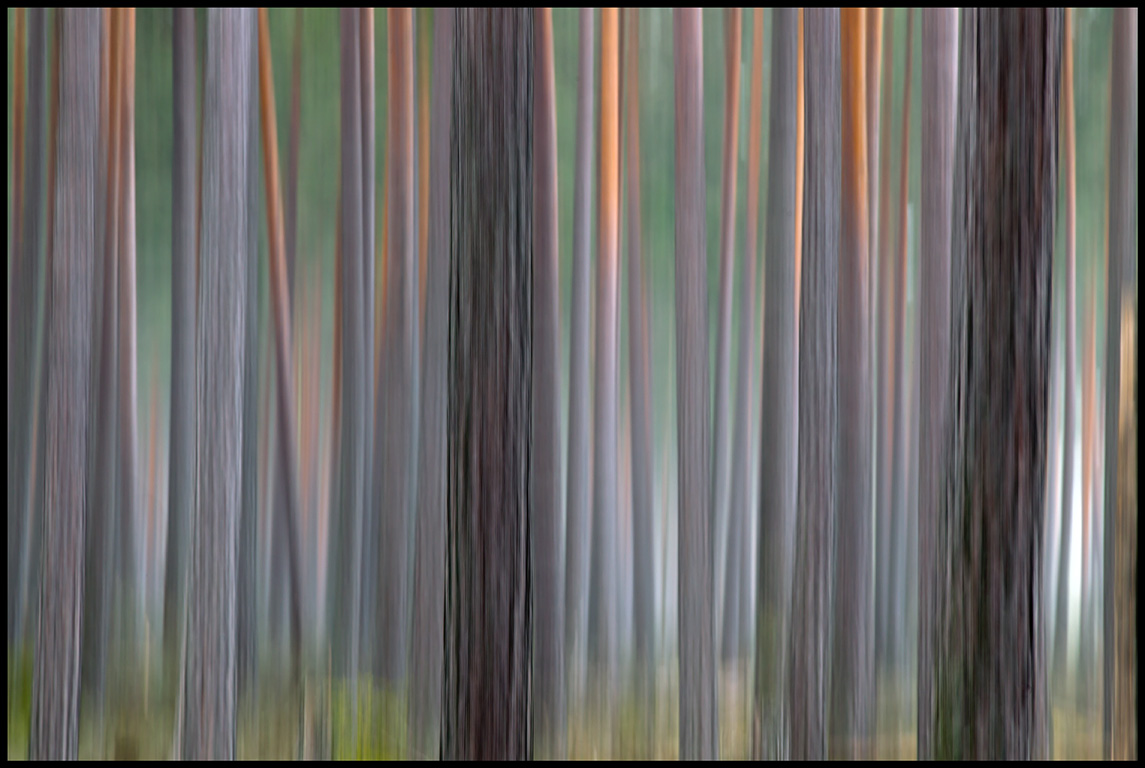 Pine forrest near Lessebo