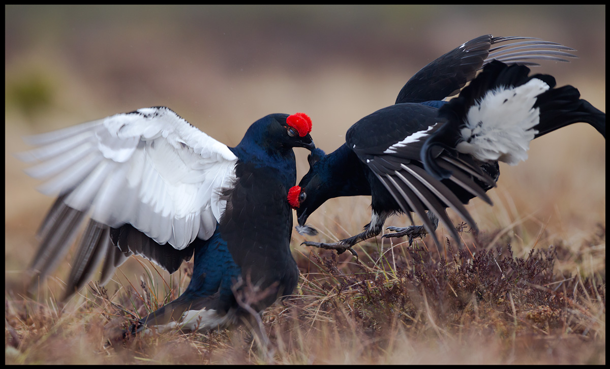 It is hard to be a male Black Grouse.... (notice the piece of feathers in the right birds bill!!!)
