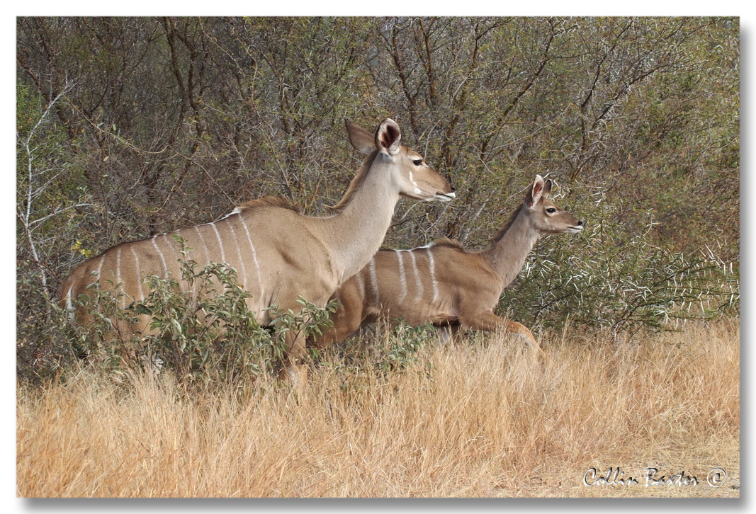 1024kudu605aP6174309V.jpg