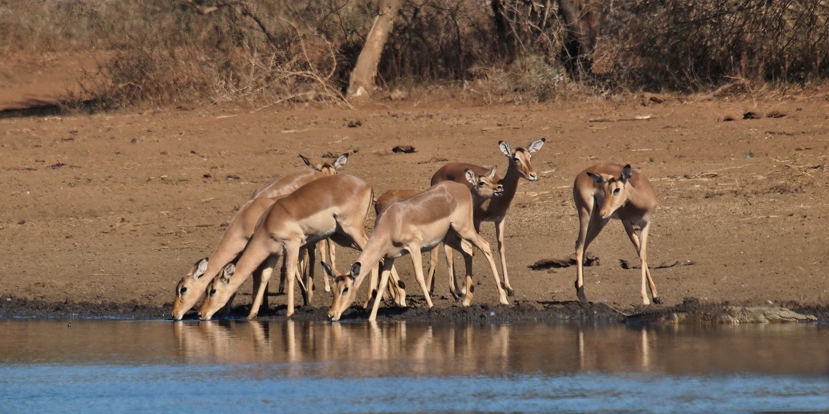 1200bokkies572bP6164917V.jpg