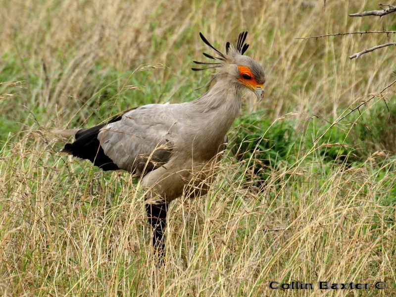 Secretary Bird