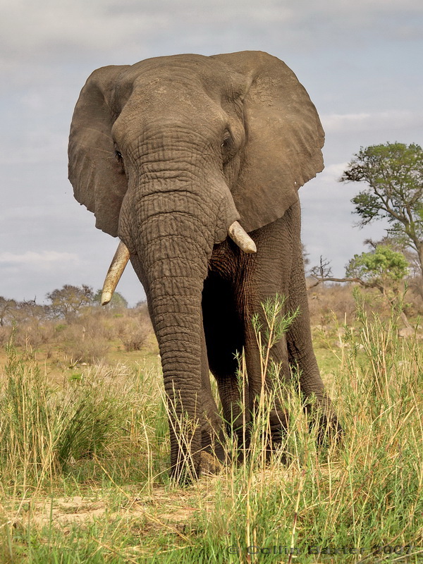 800elephant 4 PA096665.jpg