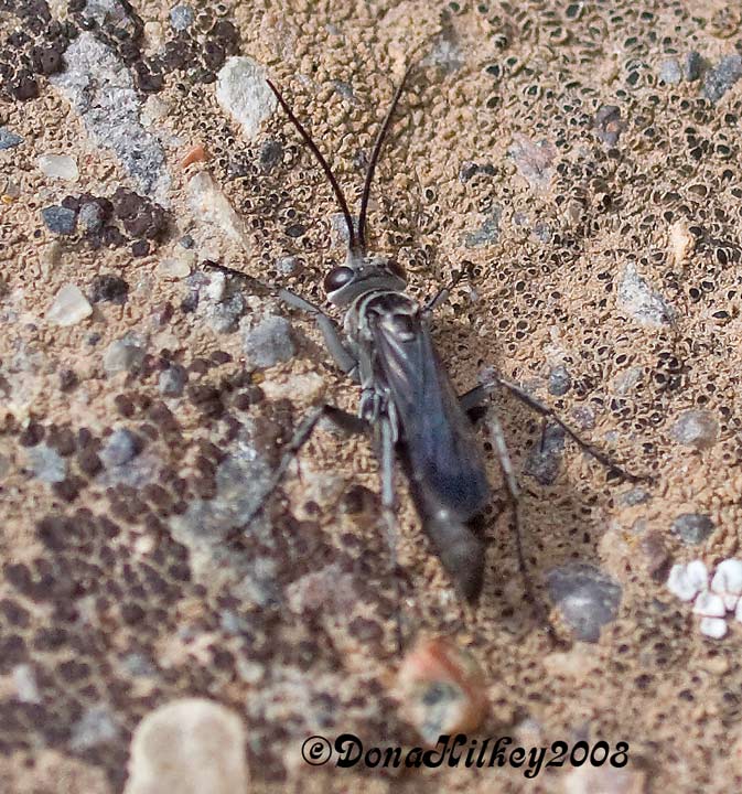 Spider Wasp, pomplidae