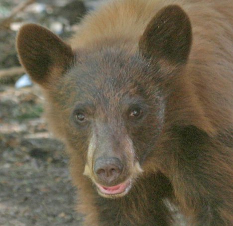 Cinnamon Bear Cub 1.jpg