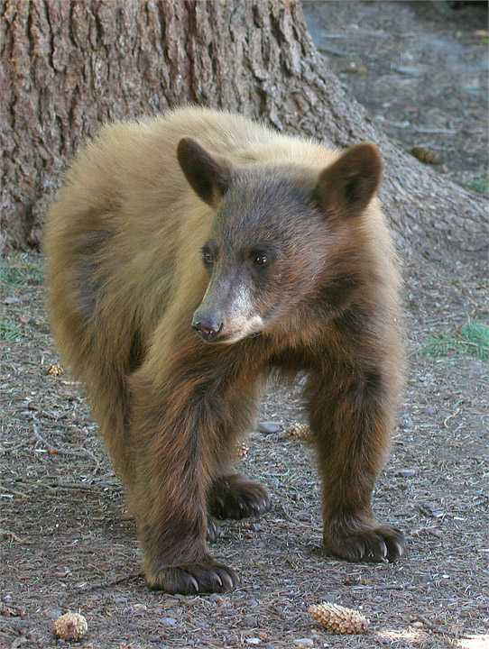 Cinnamon Bear Cub at Adams Lodge.jpg