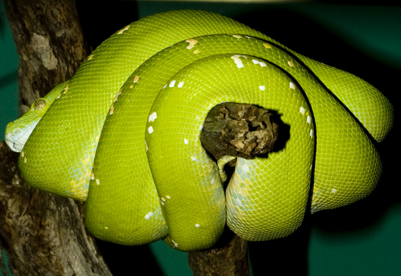 Green Tree Python
