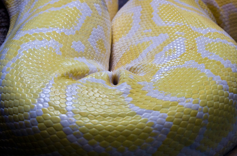Burmese Python