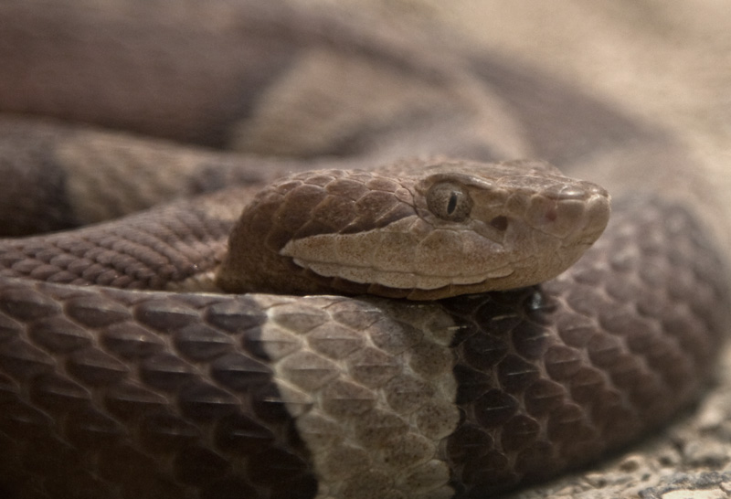 Trans-Pecos Copperhead