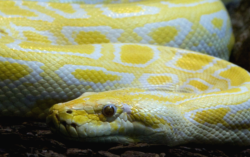 Burmese Python