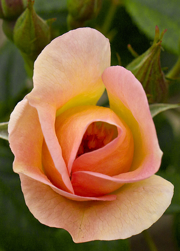 Sally Holmes rose