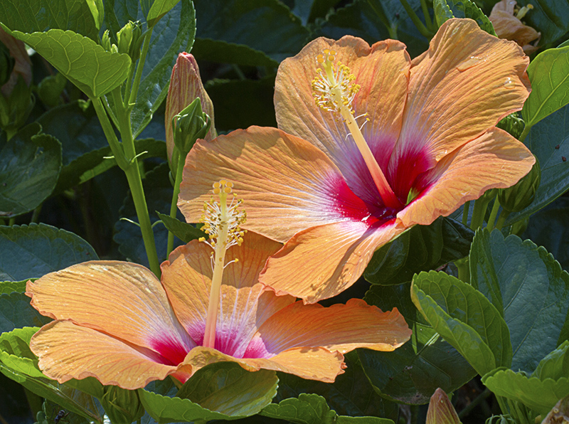 Jumbo Apricot Hybiscus