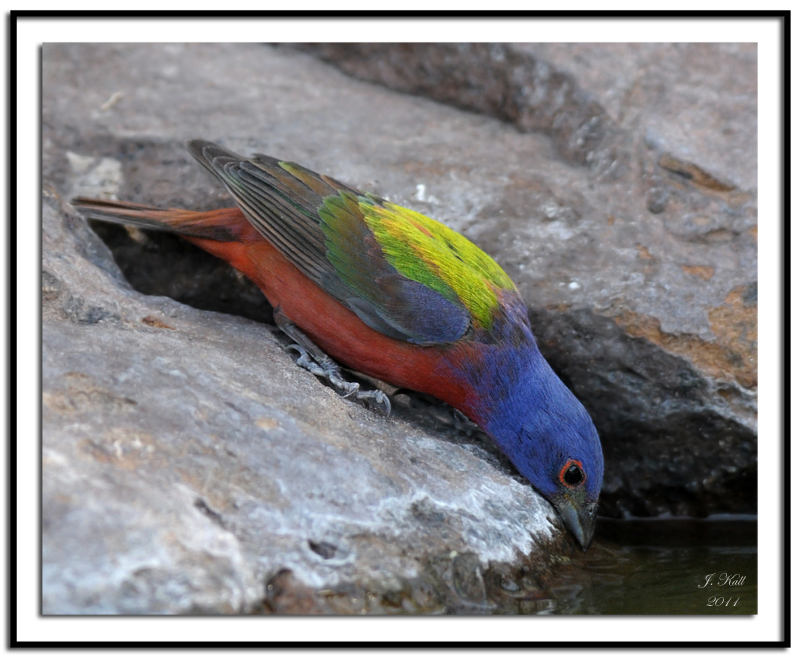 Painted Bunting